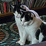 animal, black_and_white, books, bookshelf, calm, carpet, cat, cats, close_together, companions, curious, domestic_animal, floor, furniture, indoor, pet, quiet, rug, sitting, two_animals