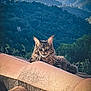 cat, maine_coon, tabby, long_haired_cat, feline, whiskers, ears, yellow_eyes, rooftop, terracotta_tiles, roof, mountains, hills, landscape, outdoor, scenic, nature, relaxed, portrait, fur