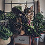 cat, longhair_cat, green_eyes, whiskers, tail, fur, houseplant, potted_plant, foliage, basket, metal_pot, vintage_speaker, wooden_table, mirror, arched_mirror, indoor, cozy, decor, portrait, natural_light