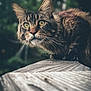 cat, tabby_cat, feline, whiskers, green_eyes, ears, fur, curious, close_up, portrait, wooden_surface, texture, outdoor, nature, blurred_background, pet, muzzle, paws, stealth, animal