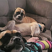 Gucci joined the competition — help win amazing prizes! dog, couch, pet, indoor, relaxing, sleeping, collar, paw, fur, canine, comfort, living_room, resting, multicolor_sock, closeup, domestic_animal, animal, friendship, cozy, laying_down