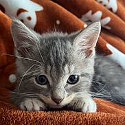 Baloo a rejoint le concours — aidez-le/la à gagner de superbes lots ! kitten, cat, gray_cat, pet, animal, cute, whiskers, ears, paws, blanket, orange_blanket, cozy, fur, indoor, closeup, young, cute_pet, resting, looking, adorable
