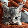 kitten, cat, gray_cat, pet, animal, cute, whiskers, ears, paws, blanket, orange_blanket, cozy, fur, indoor, closeup, young, cute_pet, resting, looking, adorable