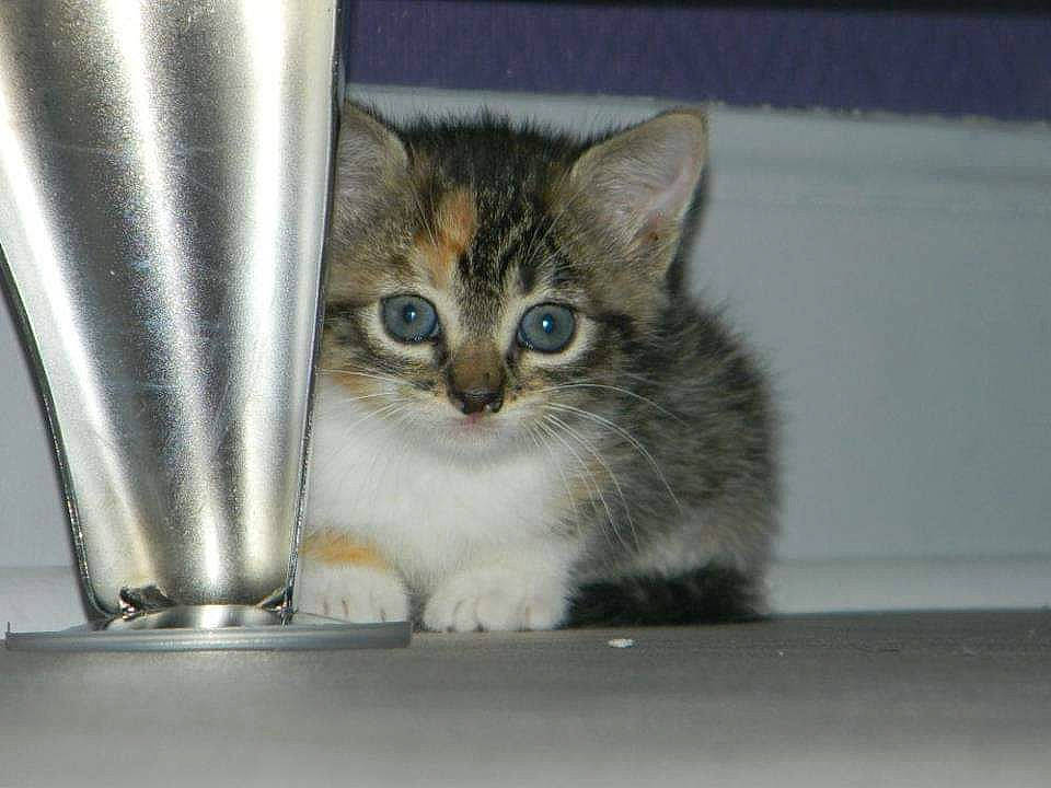 Sookie a rejoint le concours — aidez-le/la à gagner de superbes lots ! aegean_cat, american_wirehair, asian, australian_mist, carnivore, cat, domestic_short_haired_cat, european_shorthair, fawn, felidae, kitten, mammal, munchkin, ojos_azules, polydactyl_cat, singapura, small_to_medium_sized_cats, tabby_cat, vertebrate, whiskers