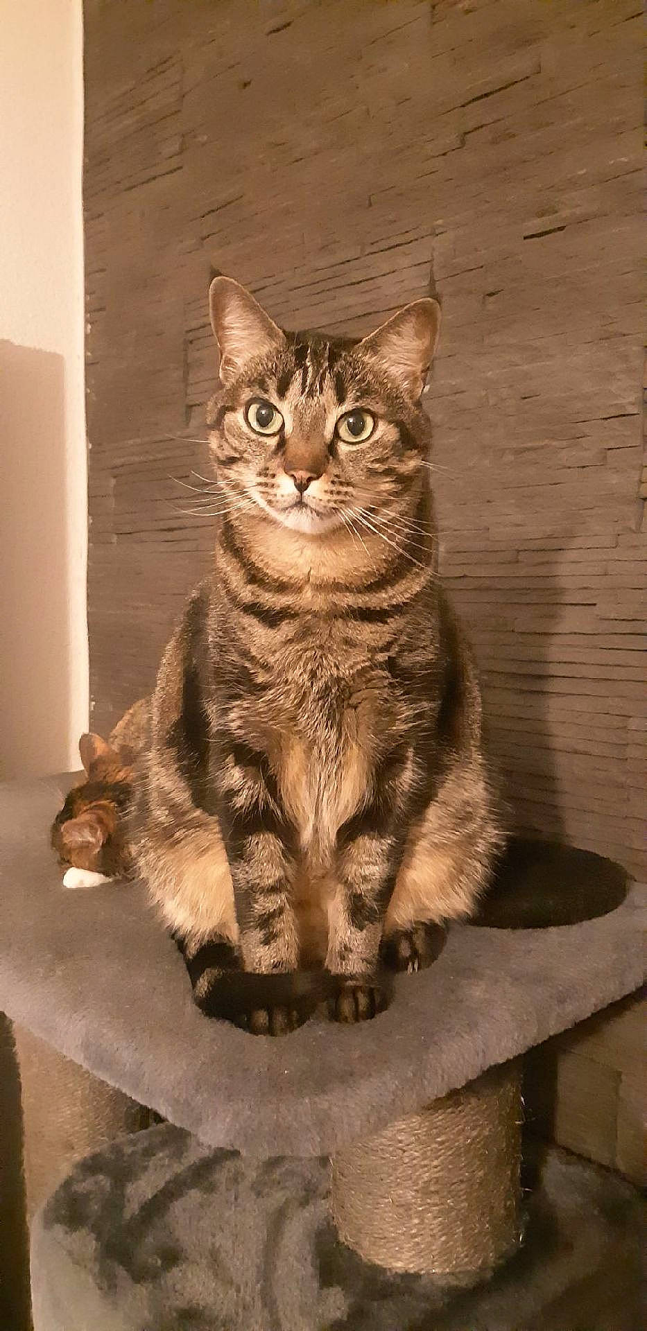 Looping a rejoint le concours — aidez-le/la à gagner de superbes lots ! american_shorthair, asian, california_spangled, carnivore, cat, domestic_short_haired_cat, dragon_li, european_shorthair, felidae, kitten, mammal, ocicat, pixie_bob, small_to_medium_sized_cats, snout, sokoke, tabby_cat, vertebrate, whiskers, wild_cat