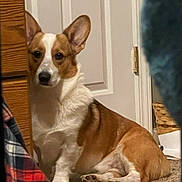 Duke is registered to the contest to win money with this photo: dog, corgi, indoor, carpet, door, furniture, pet, brown_fur, white_fur, ears, animal, canine, resting, looking, home, wooden_dresser, quiet, attentive, floor, companion
