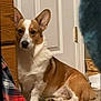 dog, corgi, indoor, carpet, door, furniture, pet, brown_fur, white_fur, ears, animal, canine, resting, looking, home, wooden_dresser, quiet, attentive, floor, companion