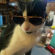Charlie is registered to the contest to win money with this photo: cat, black_and_white, sunglasses, pet, animal, whiskers, indoor, close_up, feline, cute, portrait, funny, domestic_cat, face, eyes, nose, fur, animal_portrait, pet_accessory, cool