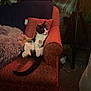 cat, black_and_white, animal, pet, feline, chair, armchair, red, patterned, blanket, plush_toy, cozy, indoor, relaxing, fur, whiskers, tail, paws, domestic, resting
