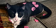 Charlie joined the competition — help win amazing prizes! cat, black_and_white, flower_petals, couch, gray, indoor, pet, relaxed, animal, feline, resting, furniture, cozy, home, soft_lighting, patterned_cushion, domestic, cute, laying_down, pink_petals