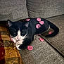 cat, black_and_white, flower_petals, couch, gray, indoor, pet, relaxed, animal, feline, resting, furniture, cozy, home, soft_lighting, patterned_cushion, domestic, cute, laying_down, pink_petals