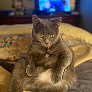 Kitty Kitty is registered to the contest to win money with this photo: abyssinian, angora, animal, blanket, cat, computerhardware, couch, cushion, electronics, furniture, hardware, homedecor, indoors, interiordesign, kitten, manx, monitor, pet, screen, tv