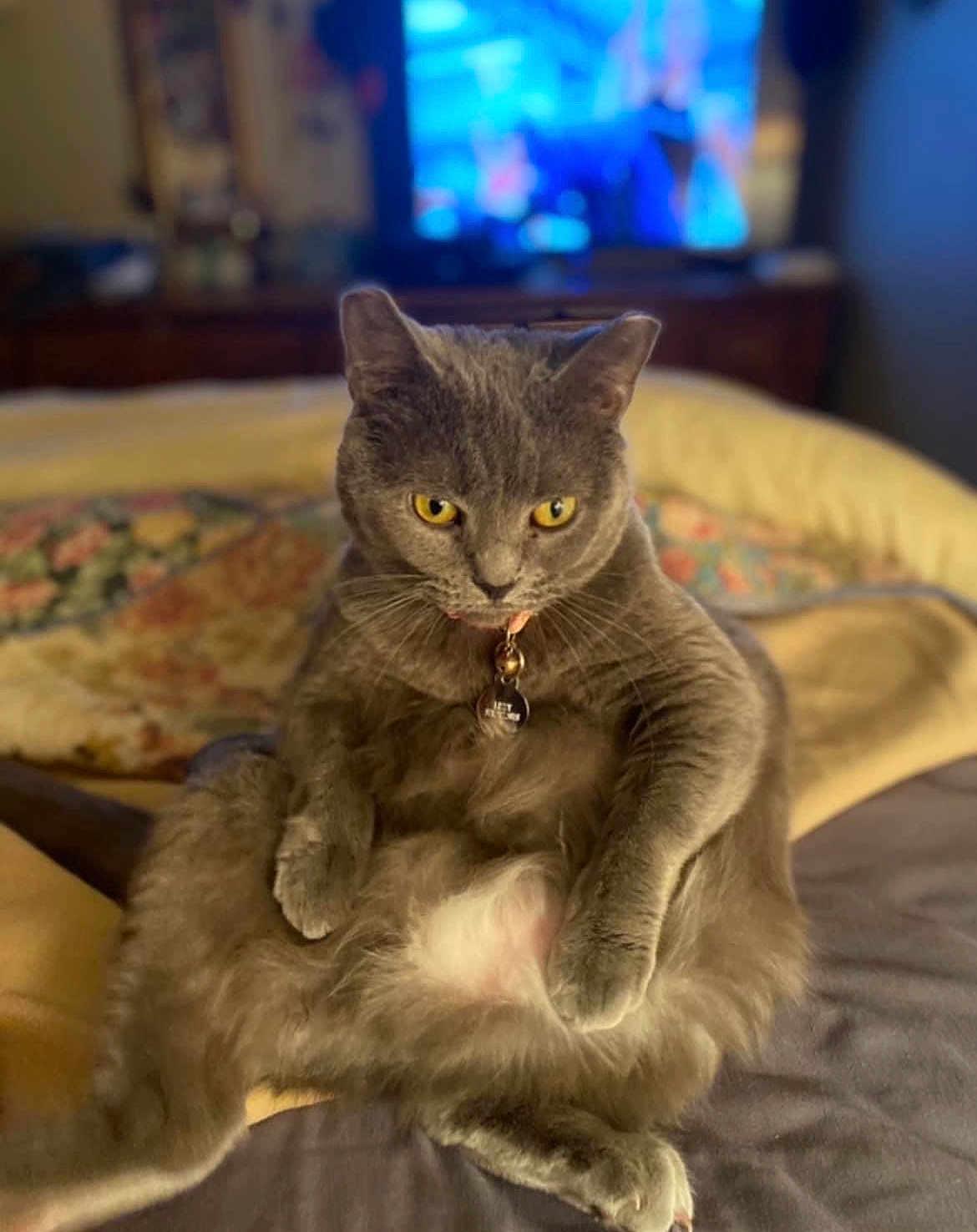 Kitty Kitty