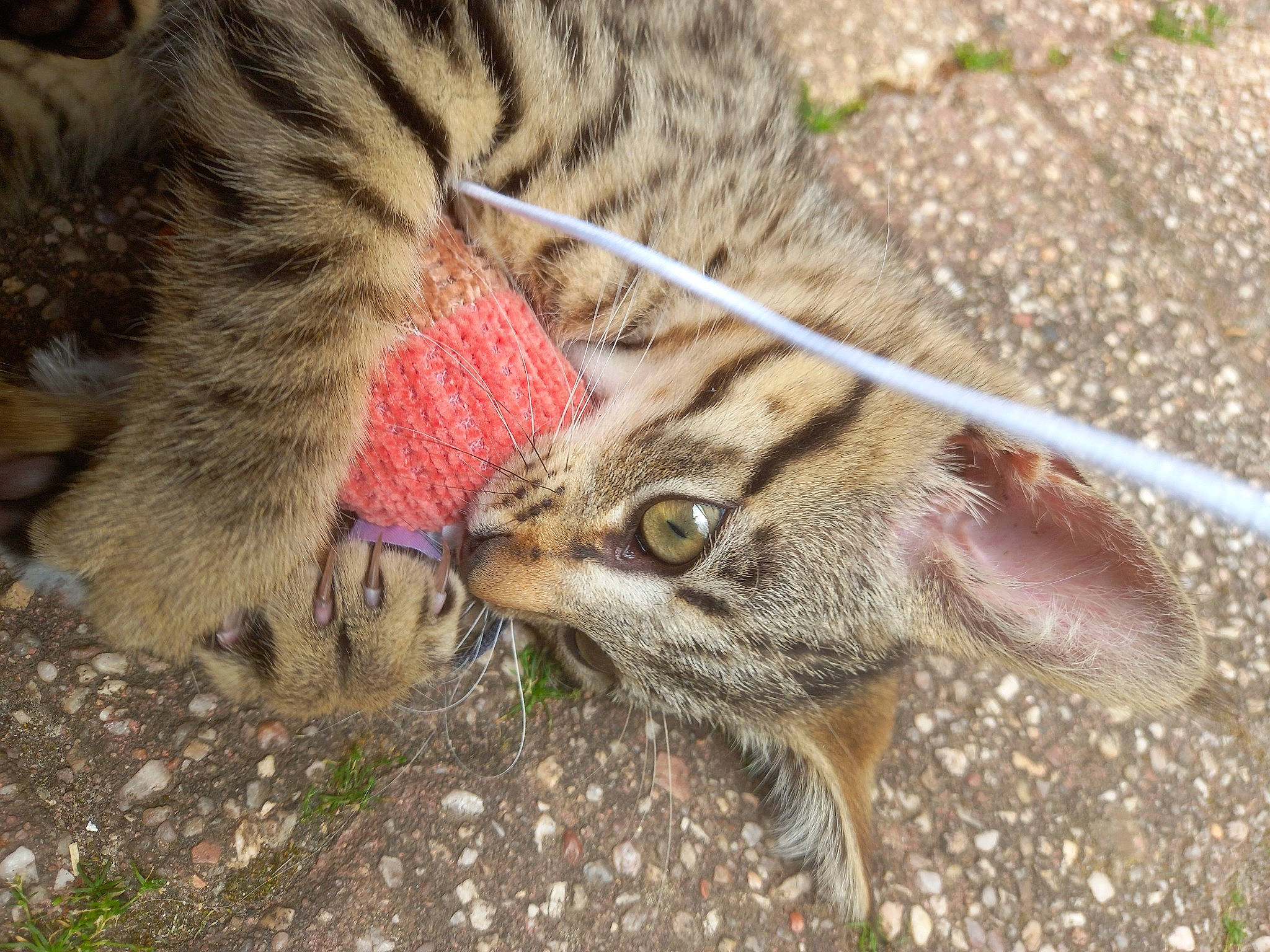 Ramon a rejoint le concours — aidez-le/la à gagner de superbes lots ! big_cats, carnivore, cat, claw, domestic_short_haired_cat, eye, fawn, felidae, fur, grass, organism, paw, plant, small_to_medium_sized_cats, snout, soil, tail, terrestrial_animal, whiskers, wildlife