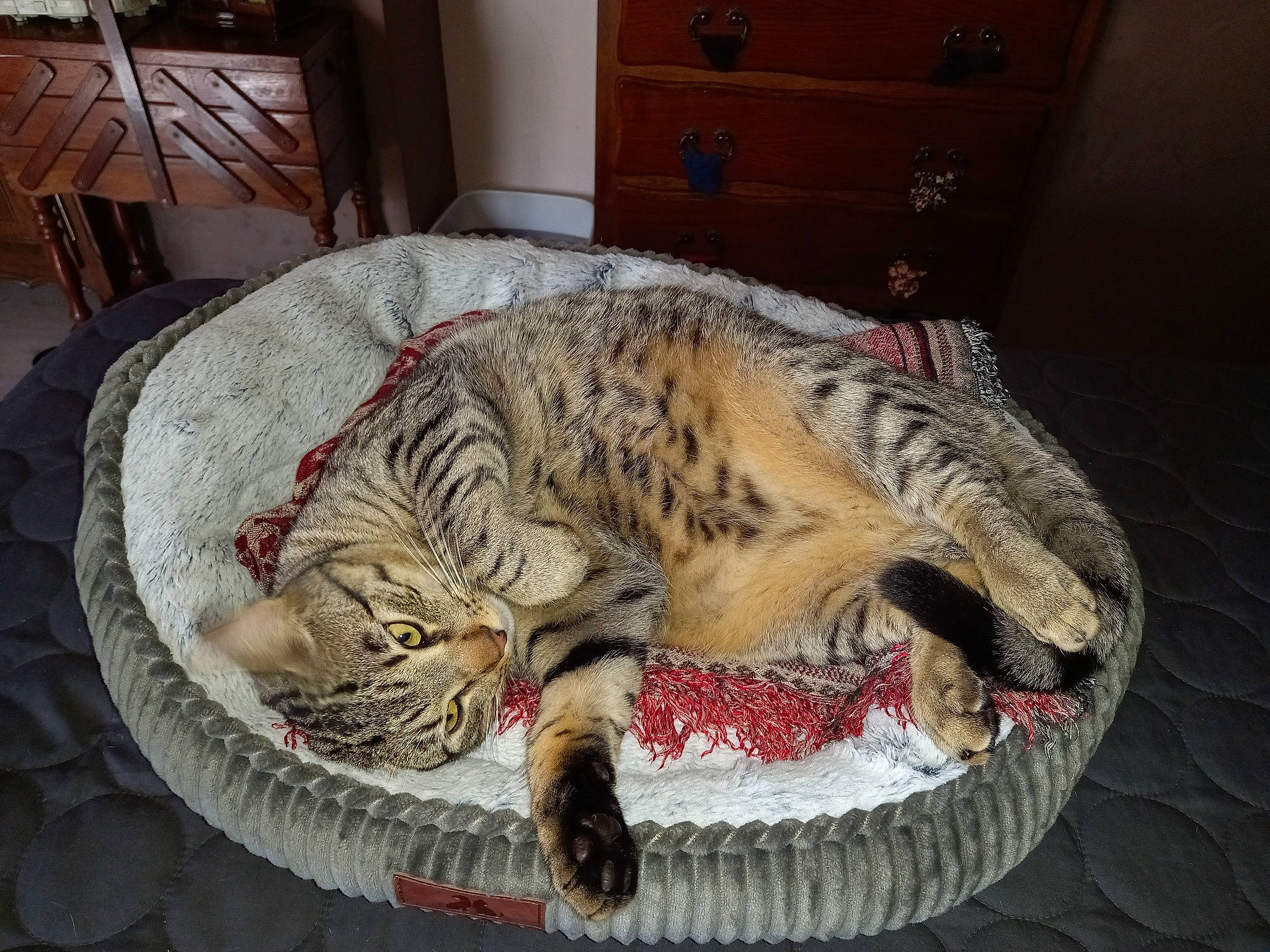 Ramon participe au concours pour gagner de l'argent avec cette photo : cabinetry, carnivore, cat, cat_bed, cat_supply, chest_of_drawers, claw, comfort, domestic_short_haired_cat, drawer, fang, felidae, fur, paw, small_to_medium_sized_cats, snout, tail, terrestrial_animal, whiskers, wildlife