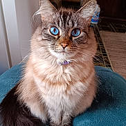Bella is registered to the contest to win money with this photo: cat, blue_eyes, fluffy_fur, sitting, indoor, pet, animal, curious, calm, feline, tail, collar, closeup, portrait, cushion, home, furry, looking_at_camera, whiskers, domestic_cat