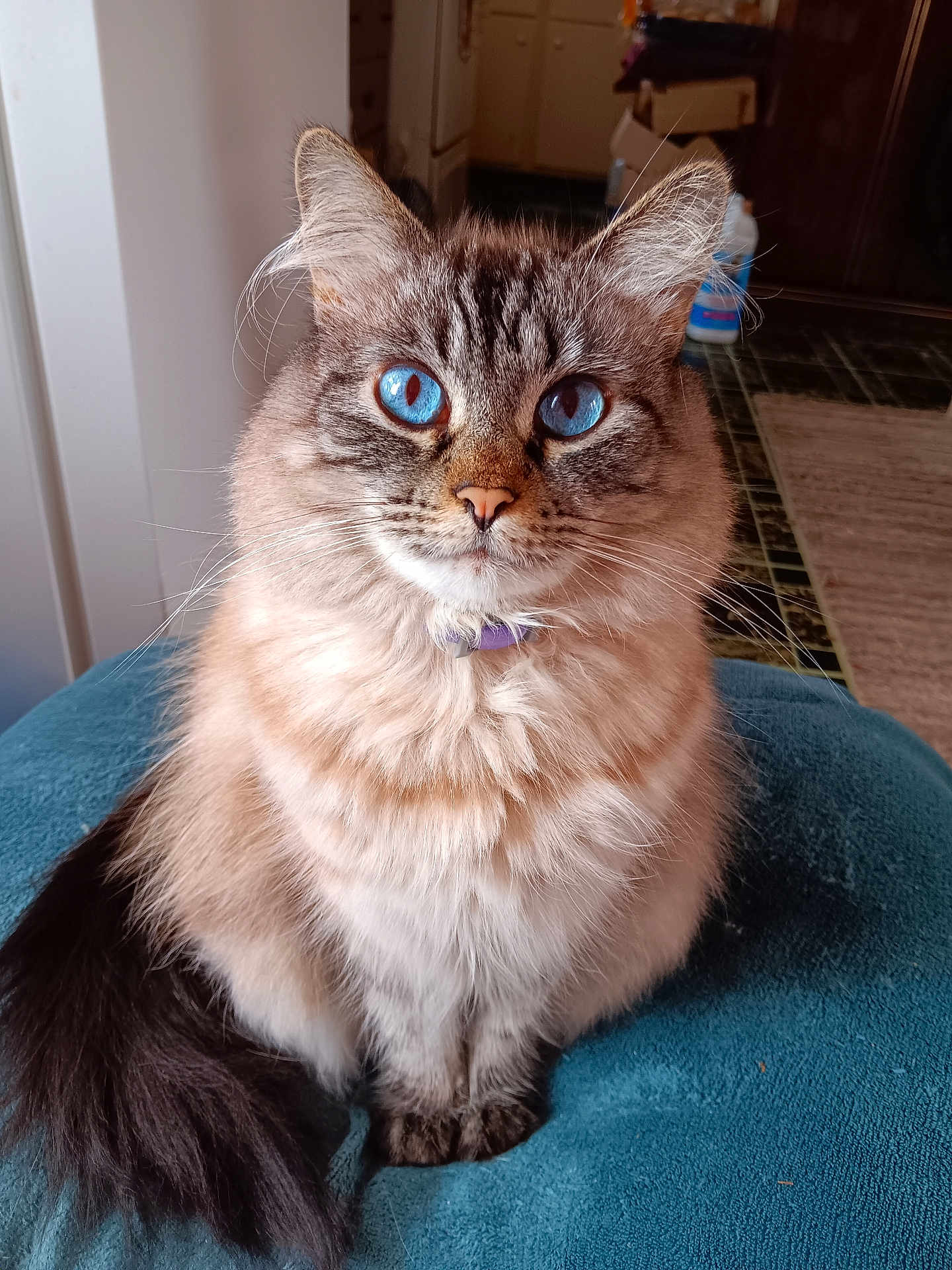 Bella is registered to the contest to win money with this photo: cat, blue_eyes, fluffy_fur, sitting, indoor, pet, animal, curious, calm, feline, tail, collar, closeup, portrait, cushion, home, furry, looking_at_camera, whiskers, domestic_cat