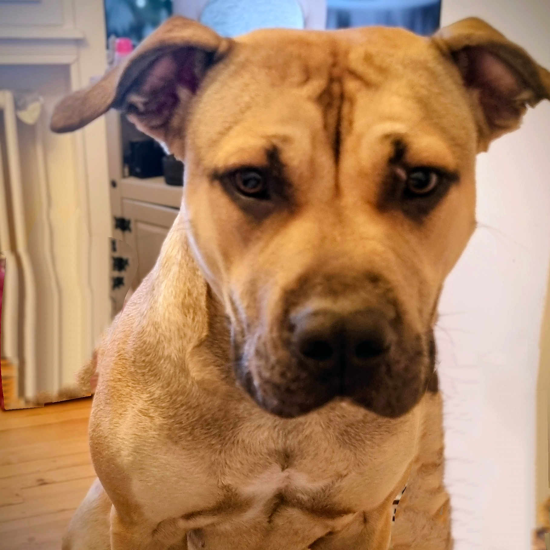 Ayka participe au concours pour gagner de l'argent avec cette photo : dog, tan, indoor, close_up, ears, face, pet, animal, wooden_floor, furniture, blurred_background, canine, mammal, companion, domestic, portrait, looking, brown, eyes, nose
