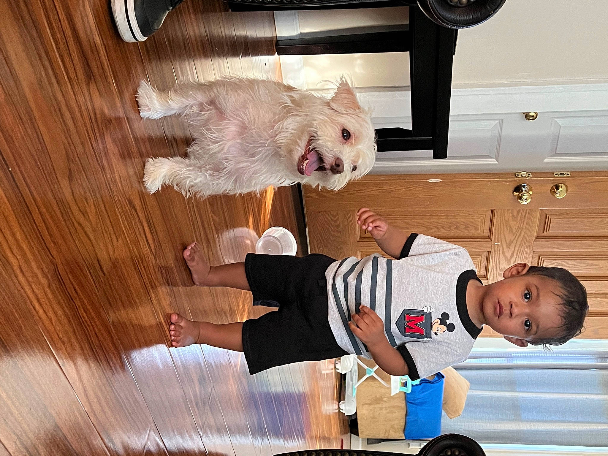 Zoriel is registered to the contest to win money with this photo: baby_toddler_clothing, cabinetry, child, drawer, felidae, flooring, fur, hardwood, muroidea, person, pest, rat, rodent, room, tail, tire, toddler, wheel, whiskers, white