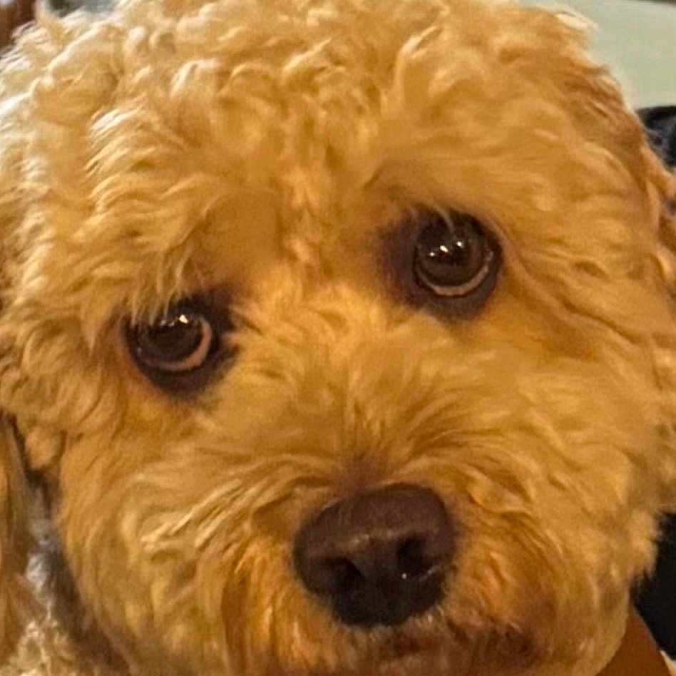 Oliver is registered to the contest to win money with this photo: adorable, animal, brown_fur, close_up, companionship, cozy, curly_fur, cute, dog, eyes, face, fluffy, furry, indoor, jacket, label, nose, pet, portrait, warm_lighting