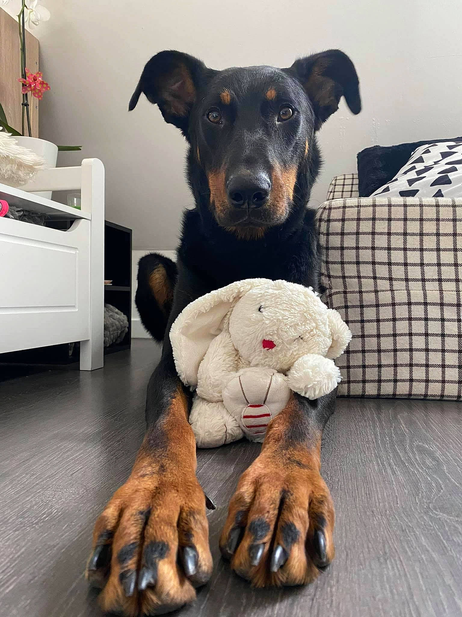 Oshka a rejoint le concours — aidez-le/la à gagner de superbes lots ! cabinetry, canidae, carnivore, chair, chest_of_drawers, comfort, companion_dog, couch, dog, dog_breed, dog_supply, drawer, fawn, fur, pet_supply, snout, sporting_group, stuffed_toy, toy, working_animal