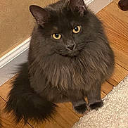 Darla joined the competition — help win amazing prizes! cat, fluffy, gray, yellow_eyes, pet, indoor, wooden_floor, carpet, wall, fur, animal, cute, sitting, looking_up, domestic_cat, whiskers, tail, ears, flooring, home