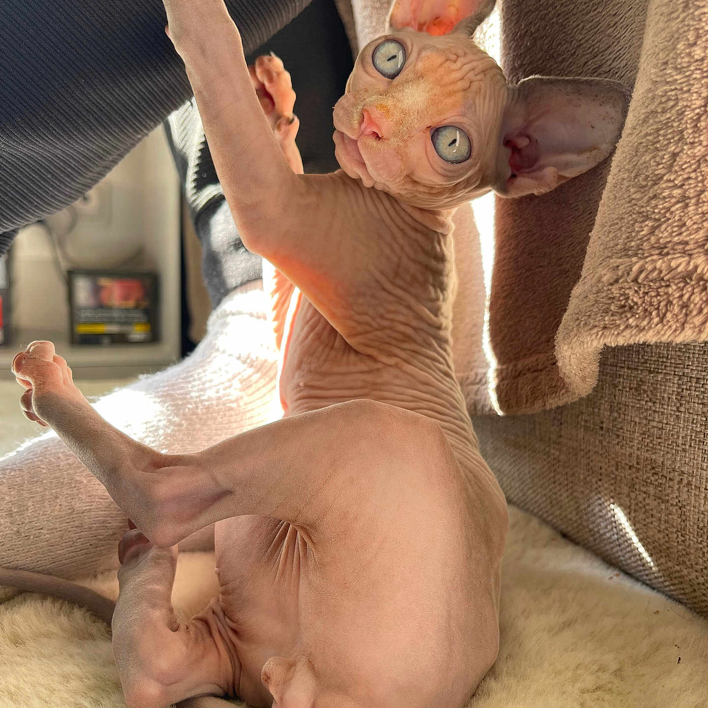Mew participe au concours pour gagner de l'argent avec cette photo : animal, blanket, blue_eyes, cat, cozy, cushion, cute, ears, feline, hairless, home, indoor, pet, relaxing, skin, soft, sphynx_cat, stretching, sunlight, wrinkles