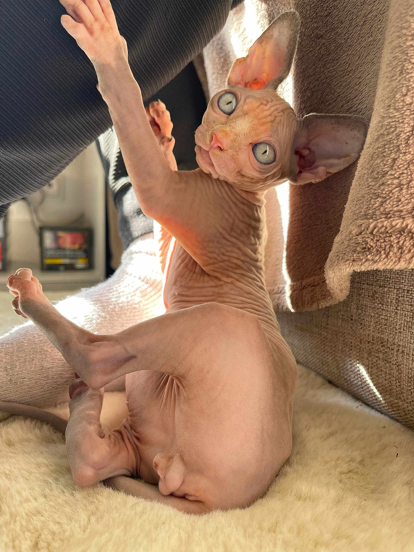 Mew participe au concours pour gagner de l'argent avec cette photo : sphynx_cat, cat, pet, feline, hairless, blue_eyes, stretching, cozy, blanket, indoor, sunlight, ears, skin, wrinkles, cute, animal, relaxing, home, cushion, soft