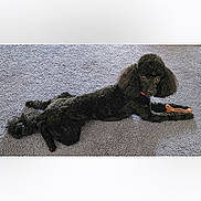 Zoey is registered to the contest to win money with this photo: dog, poodle, black_dog, carpet, toy, pet, animal, lying_down, indoor, curious, looking_at_camera, paw, chew_toy, furry, canine, small_dog, domestic_animal, pet_toy, floor, resting
