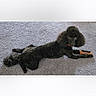 dog, poodle, black_dog, carpet, toy, pet, animal, lying_down, indoor, curious, looking_at_camera, paw, chew_toy, furry, canine, small_dog, domestic_animal, pet_toy, floor, resting