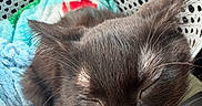 Fortuna Montes joined the competition — help win amazing prizes! cat, black_cat, sleeping, close_up, basket, blanket, cozy, indoor, pet, fur, whiskers, animal, resting, cute, holiday_pattern, soft_texture, domestic_cat, relaxation, face_closeup, peaceful