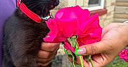 Fortuna Montes joined the competition — help win amazing prizes! black_cat, cat, flower, garden, green_eyes, hand, holding, kitten, leaf, nail_polish, nature, outdoor, person, pet, pink_rose, plant, red_collar, rose, stone_wall, window