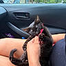 Fortuna Montes joined the competition — help win amazing prizes! animal, black_kitten, car_door, car_interior, car_window, cat, claws, close_up, cute, daylight, fingers, hand, indoor, lap, person, pet, playing, red_wrapper, relaxed, seat