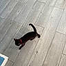 kitten, black_cat, red_collar, wooden_floor, indoor, pet, animal, flooring, footwear, slipper, fuzzy, cozy, small_cat, cute, walking, domestic_animal, home, floor, toy, paws