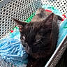 cat, kitten, black_cat, sleeping, basket, blanket, plush_toy, soft_texture, indoor, pet, resting, close_up, feline, cute, relaxed, animal, fur, whiskers, daylight, cozy