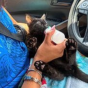 Fortuna Montes is registered to the contest to win money with this photo: animal, black_cat, blanket, blue_shirt, bottle_feeding, bracelet, car_interior, close_up, cute, feeding, hand, indoor, kitten, nail_polish, paw_pads, person, pet, seatbelt, snowman_pattern, steering_wheel