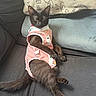 Fortuna Montes is registered to the contest to win money with this photo: animal, black_cat, cat, cozy, cushion, cute, domestic_animal, ears, feline, fur, indoor, looking, pet_clothing, pink_outfit, relaxed, resting, sitting, sofa, tail, whiskers