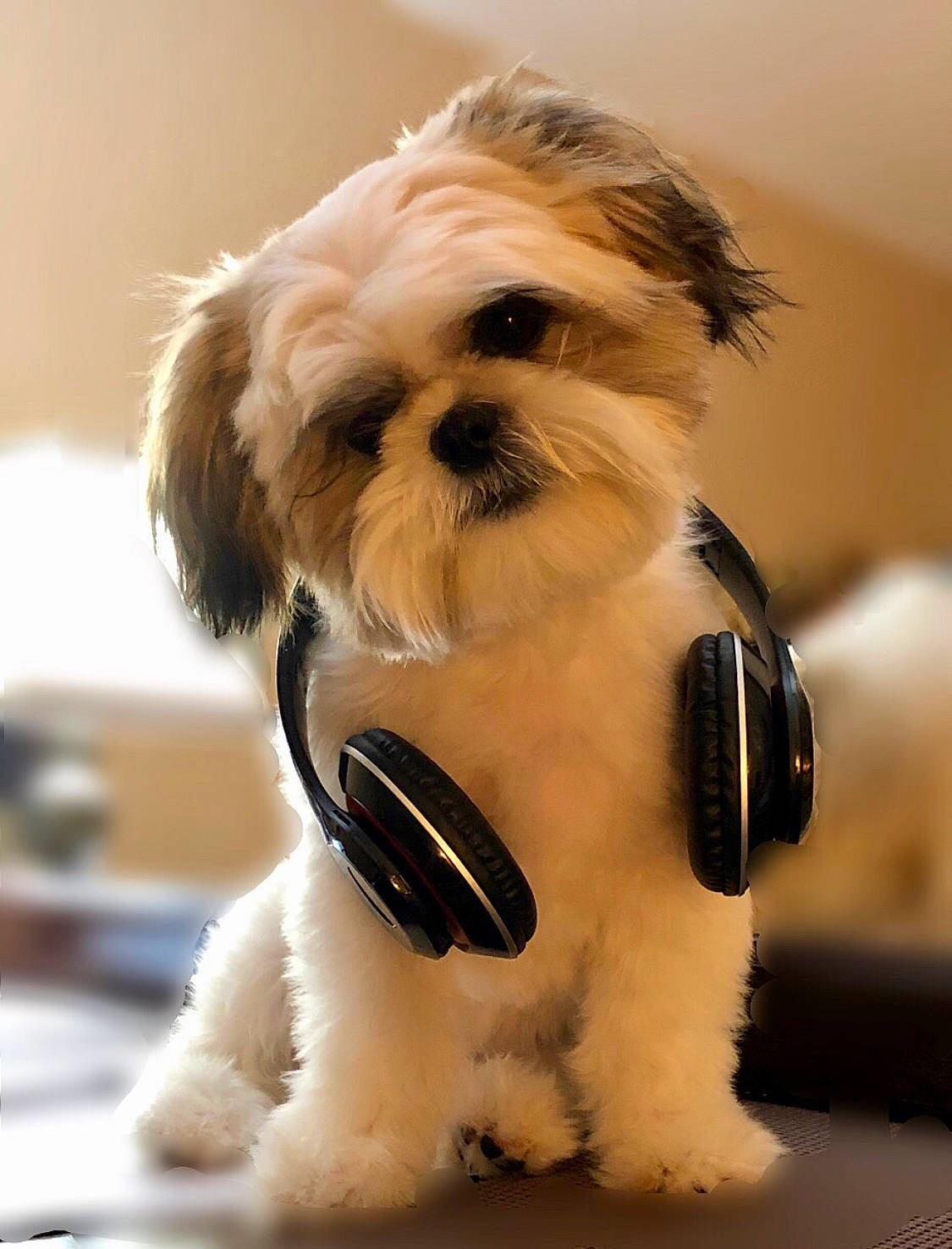 Bam-bam is registered to the contest to win money with this photo: biewer_terrier, canidae, carnivore, companion_dog, dog, dog_breed, dog_clothes, dog_collar, dog_supply, fawn, fur, liver, paw, pet_supply, small_terrier, snout, sporting_group, terrier, toy_dog, working_animal