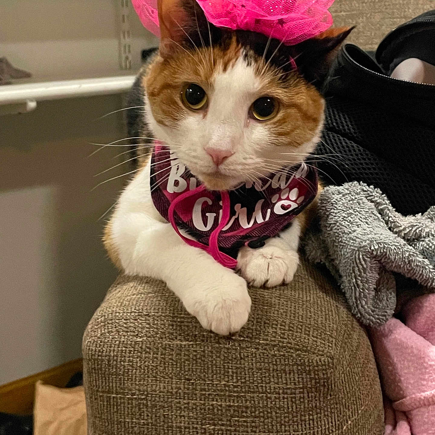 Willow Rose joined the competition — help win amazing prizes! animal, blanket, cap, cat, chair, clothing, couch, cushion, document, furniture, hat, homedecor, indoors, kitten, manx, person, pet, receipt, sitting, text