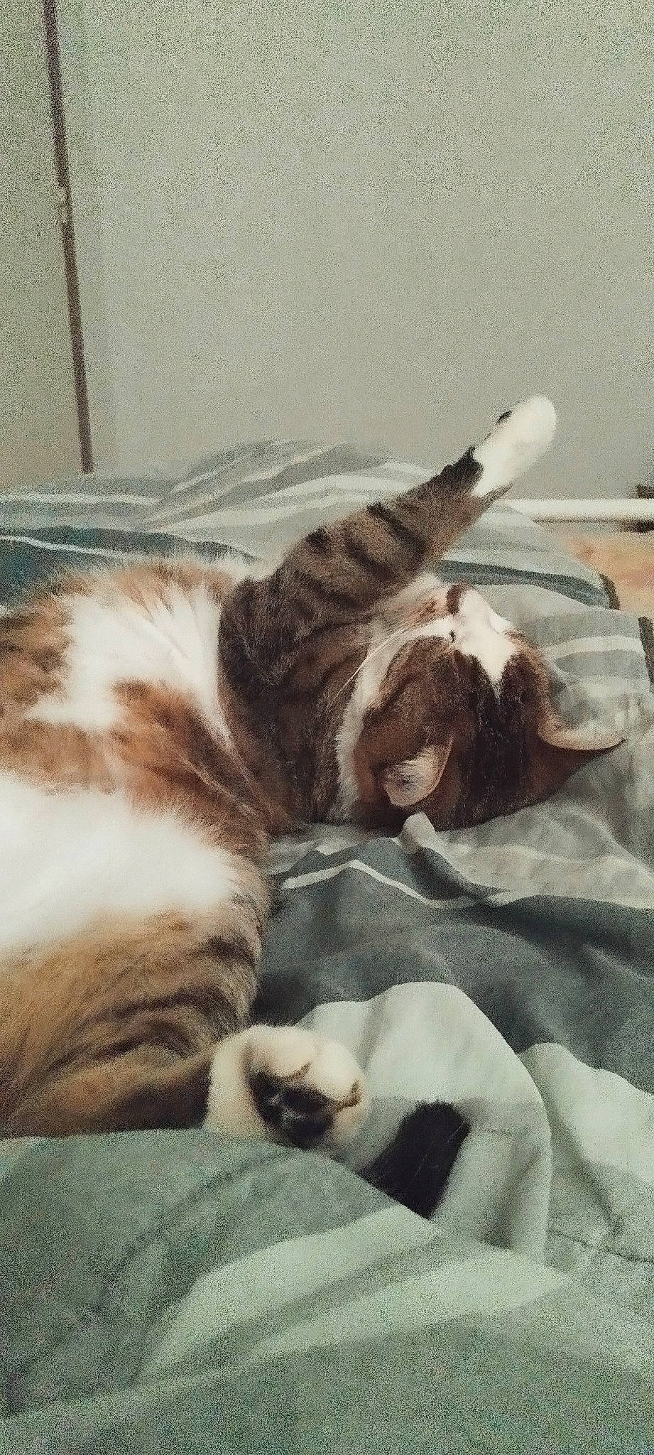 Oscar a rejoint le concours — aidez-le/la à gagner de superbes lots ! bedding, carnivore, cat, claw, cloud, comfort, domestic_short_haired_cat, felidae, fur, linens, metal, nap, paw, sleep, small_to_medium_sized_cats, snout, tail, terrestrial_animal, whiskers, wood