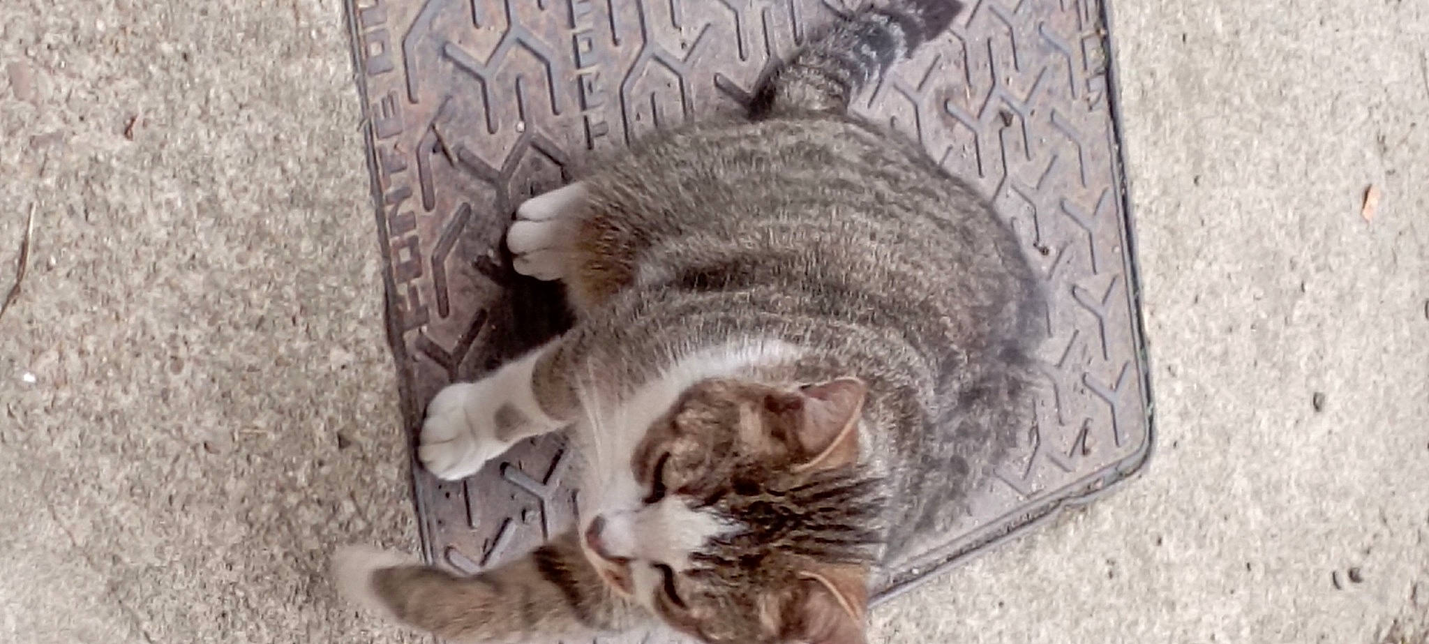 Oscar participe au concours pour gagner de l'argent avec cette photo : carnivore, cat, claw, concrete, domestic_short_haired_cat, felidae, fur, grey, paw, sand, small_to_medium_sized_cats, snout, tail, whiskers, wildlife, window