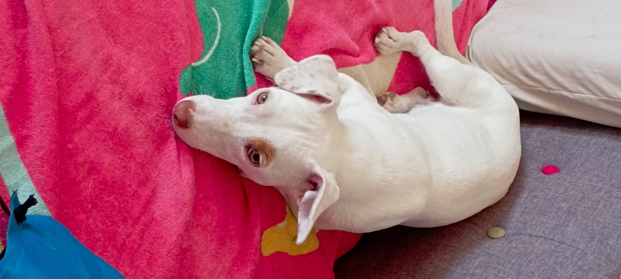 Topaze participe au concours pour gagner de l'argent avec cette photo : carnivore, collar, companion_dog, dog, dog_breed, dog_supply, fawn, guard_dog, non_sporting_group, paw, sporting_group, tail, terrestrial_animal, working_animal