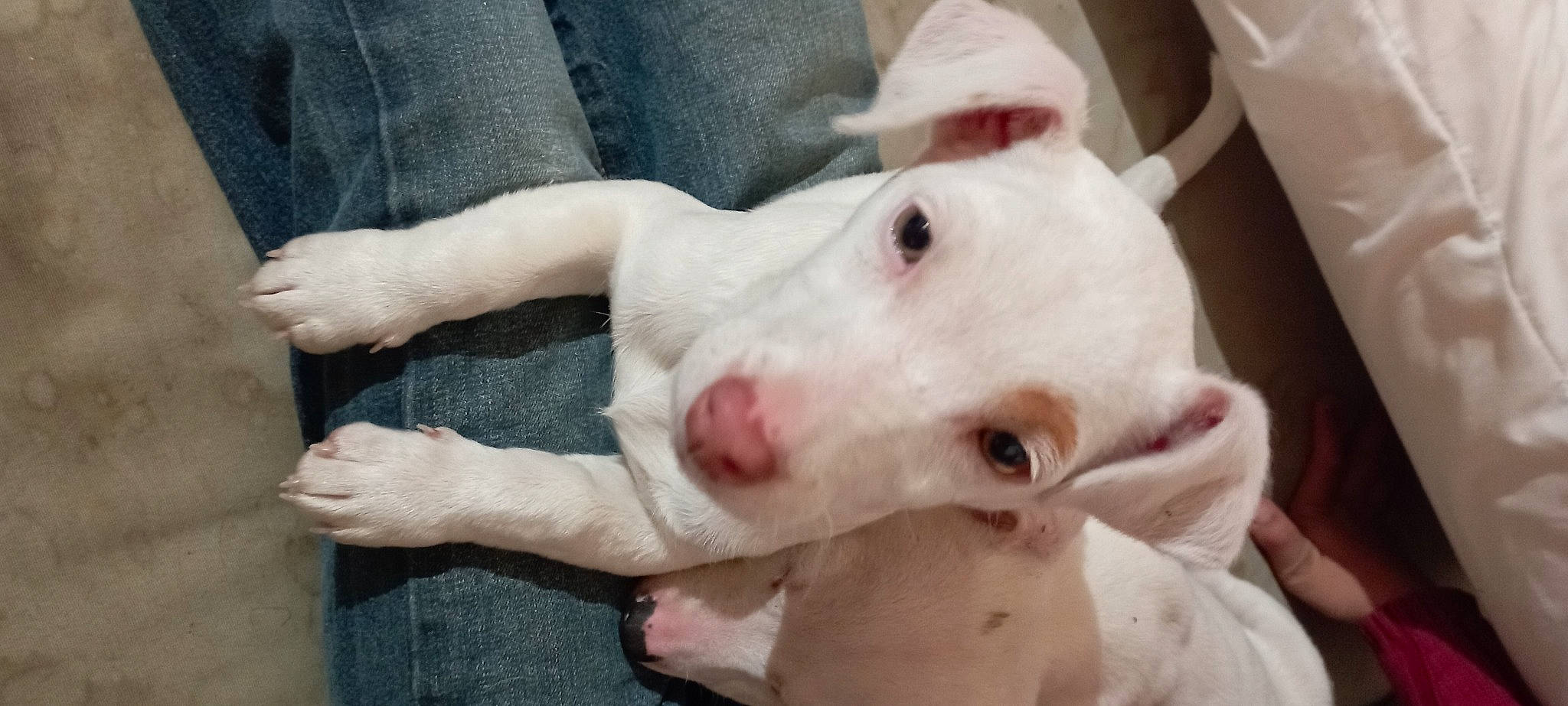 Topaze a rejoint le concours — aidez-le/la à gagner de superbes lots ! ancient_dog_breeds, canidae, carnivore, companion_dog, cordoba_fighting_dog, dog, dog_breed, dogo_argentino, ear, fawn, fur, jaw, non_sporting_group, snout, sporting_group, terrestrial_animal, vertebrate, whiskers, working_animal