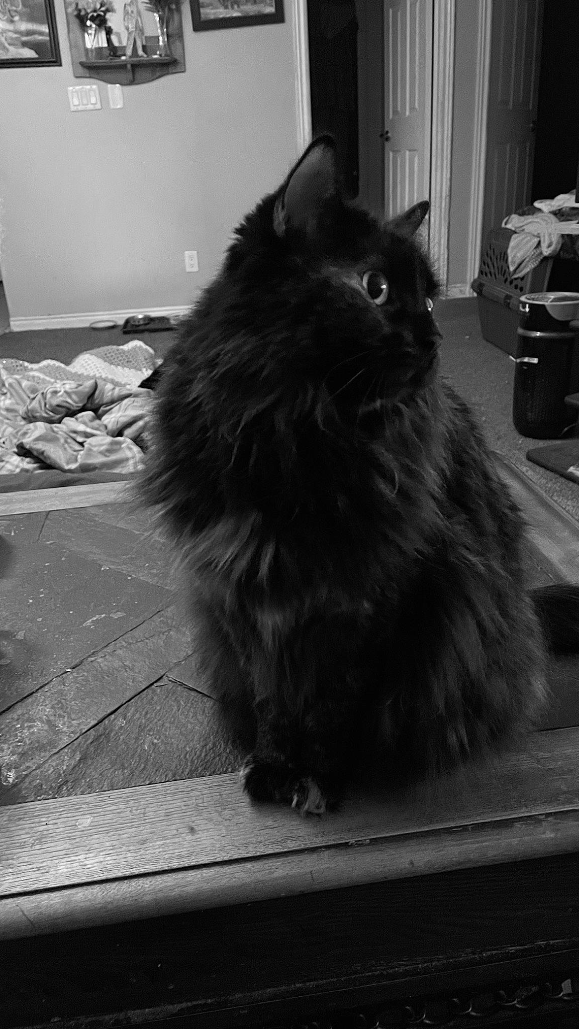 Kalina joined the competition — help win amazing prizes! black, black_and_white, black_cat, carnivore, cat, darkness, felidae, flooring, fur, grey, monochrome, monochrome_photography, road_surface, shadow, sitting, small_to_medium_sized_cats, snout, tail, terrestrial_animal, whiskers