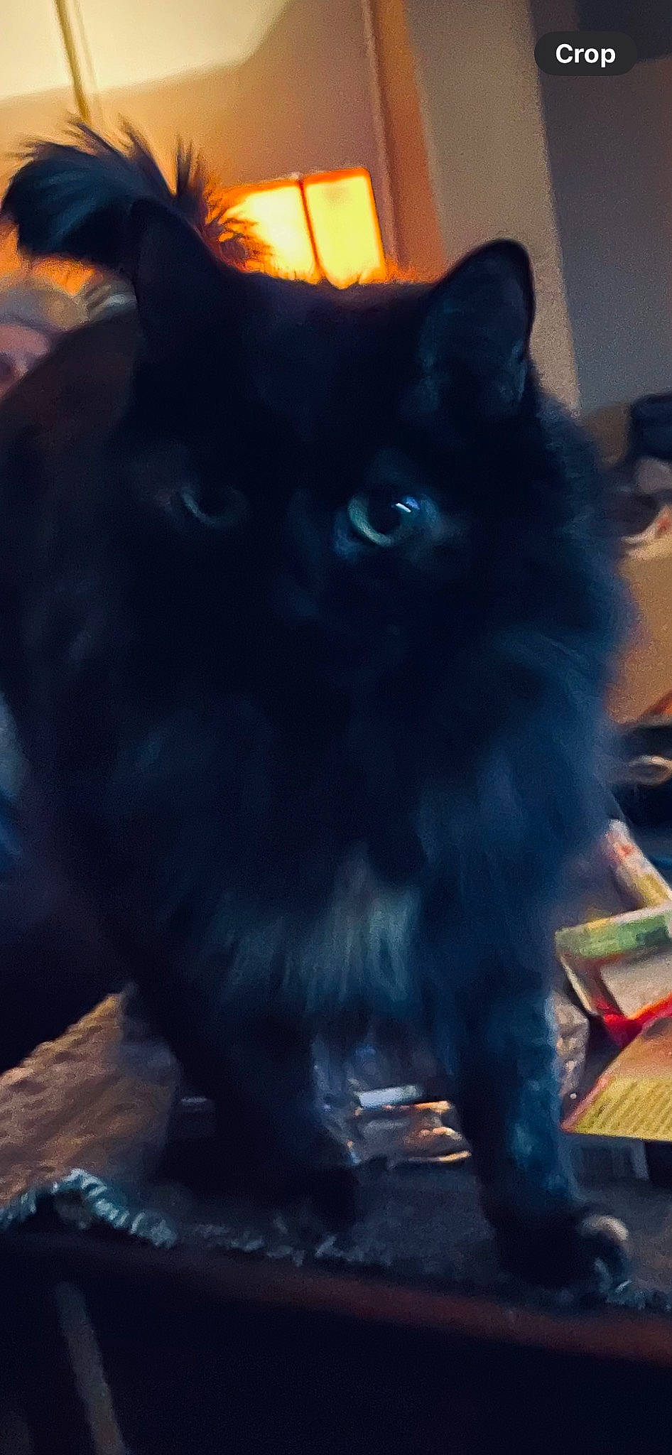 Kalina joined the competition — help win amazing prizes! black_cat, carnivore, cat, claw, domestic_short_haired_cat, electric_blue, felidae, fur, iris, paw, sky, small_to_medium_sized_cats, snout, square, tail, terrestrial_animal, whiskers, window