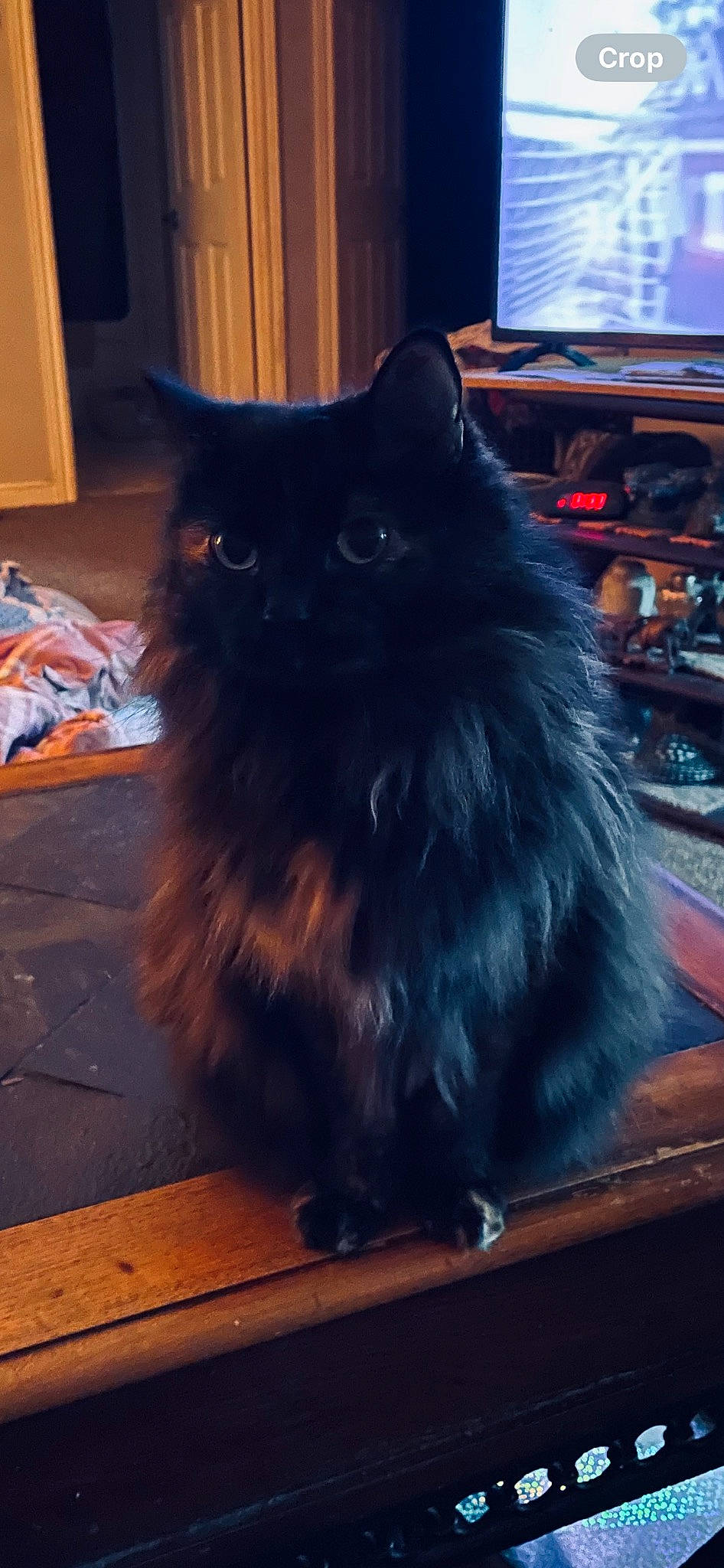 Kalina joined the competition — help win amazing prizes! black_cat, british_longhair, carnivore, cat, claw, comfort, computer_keyboard, electric_blue, felidae, flooring, foot, fur, hardwood, sitting, small_to_medium_sized_cats, snout, tail, whiskers, window, wood
