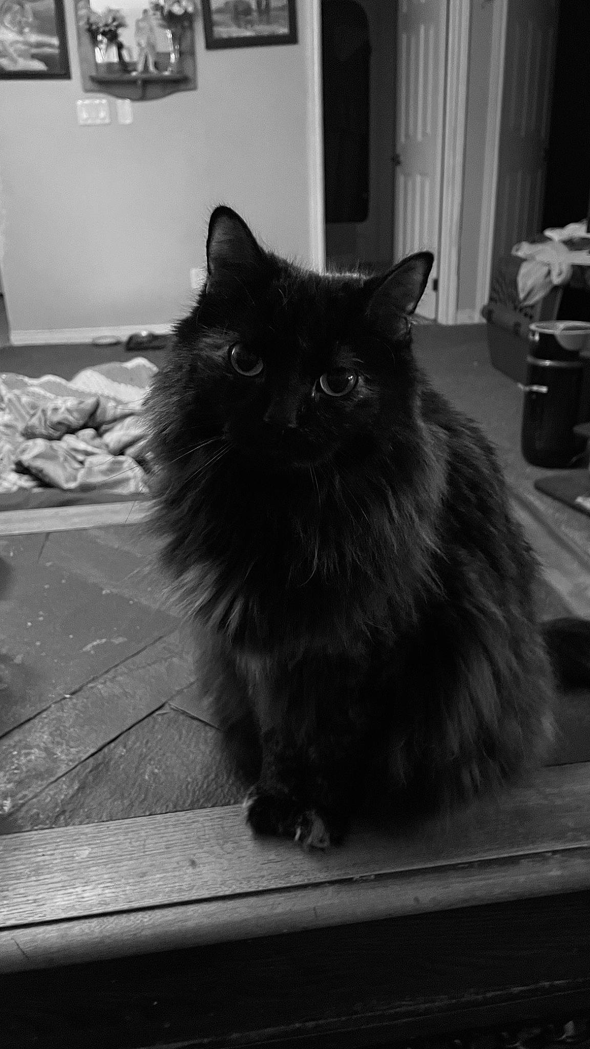 Kalina joined the competition — help win amazing prizes! black, black_and_white, black_cat, carnivore, cat, felidae, flooring, fur, grey, monochrome, monochrome_photography, small_to_medium_sized_cats, snout, style, tail, tints_and_shades, whiskers, white, window, wood