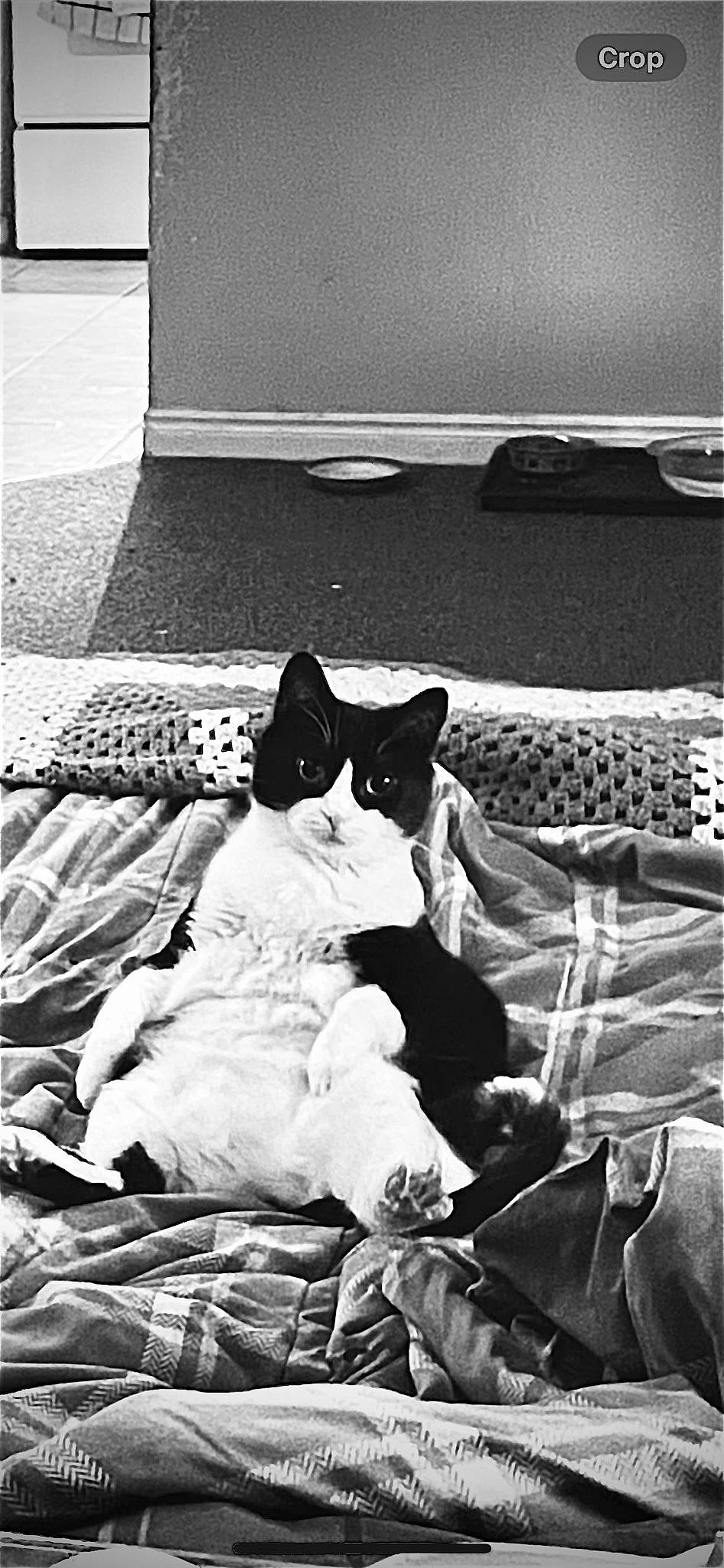 Gunner joined the competition — help win amazing prizes! bedding, bedroom, black, black_and_white, carnivore, cat, comfort, felidae, grey, linens, monochrome, monochrome_photography, pillow, room, small_to_medium_sized_cats, style, textile, tints_and_shades, whiskers, white