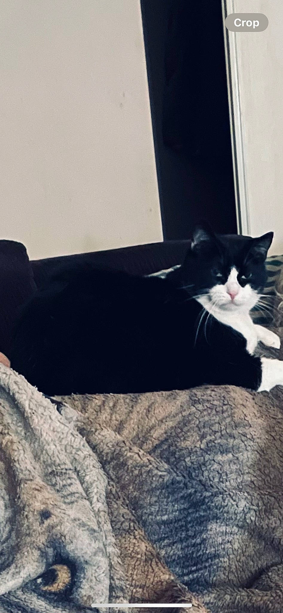 Gunner is registered to the contest to win money with this photo: black_cat, carnivore, cat, cloud, comfort, domestic_short_haired_cat, felidae, fur, grey, human_leg, mammal, sitting, sky, small_to_medium_sized_cats, tail, tints_and_shades, vertebrate, whiskers, window, wood