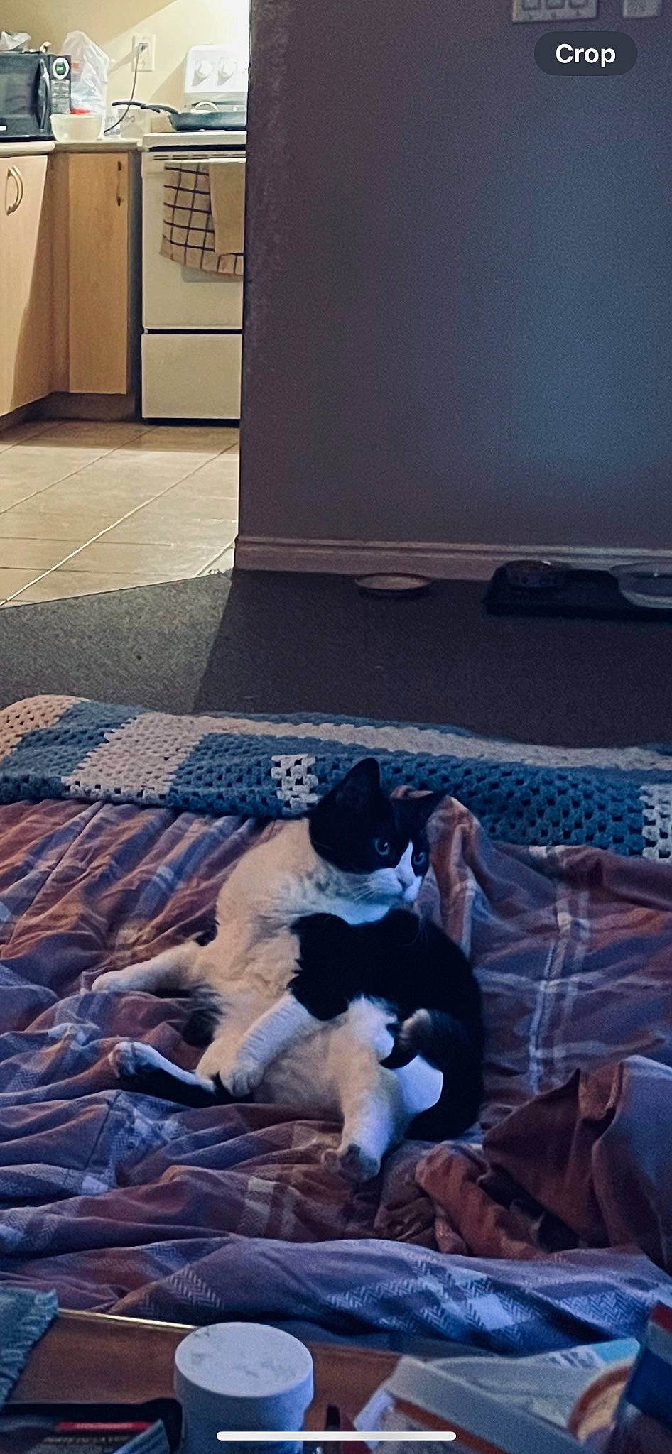 Gunner is registered to the contest to win money with this photo: bed_sheet, carnivore, carpet, cat, comfort, companion_dog, dog_breed, felidae, floor, flooring, fur, grey, hardwood, linens, room, small_to_medium_sized_cats, tail, textile, tints_and_shades, wood